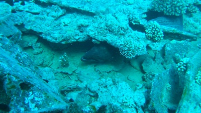 maray eel
