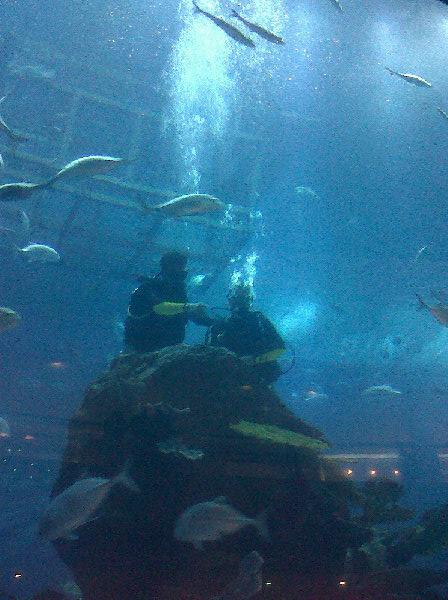 Dubai Aquarium 2