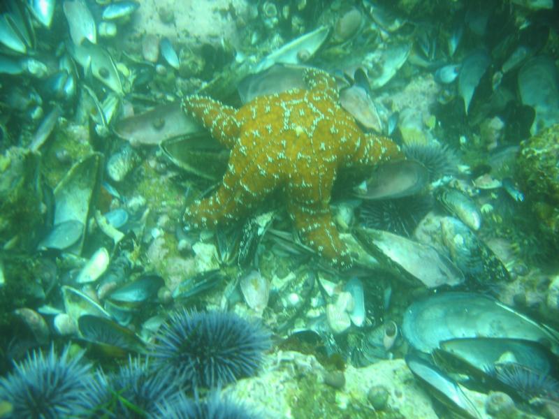 Satisfied Starfish, Laguna Beach