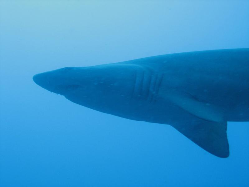 Sand Tiger off Morehead City, NC