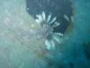 Lionfish on U352