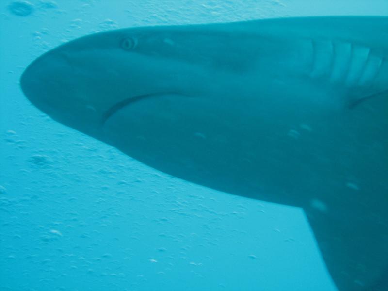 Roatan Shark Dive