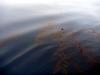 Kelp near the boat