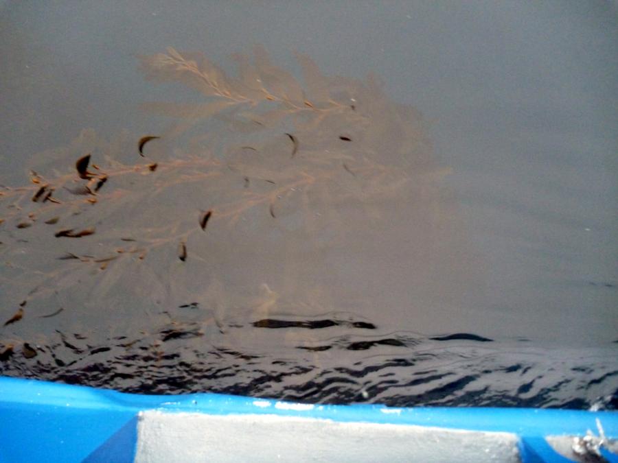 More kelp near the boat