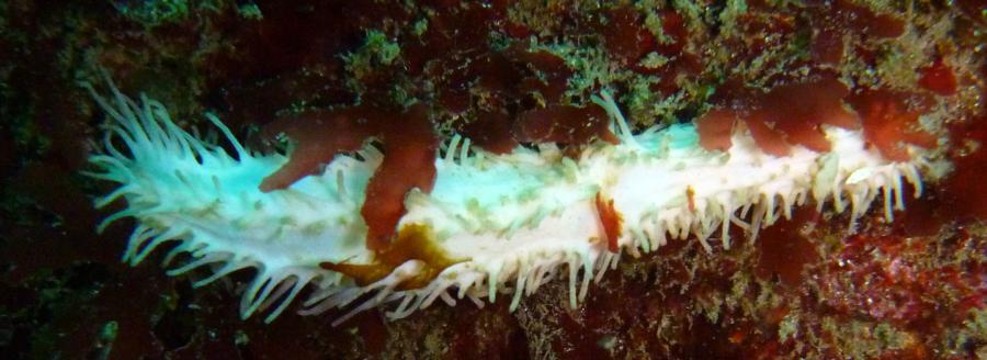 White Sea Cucumber