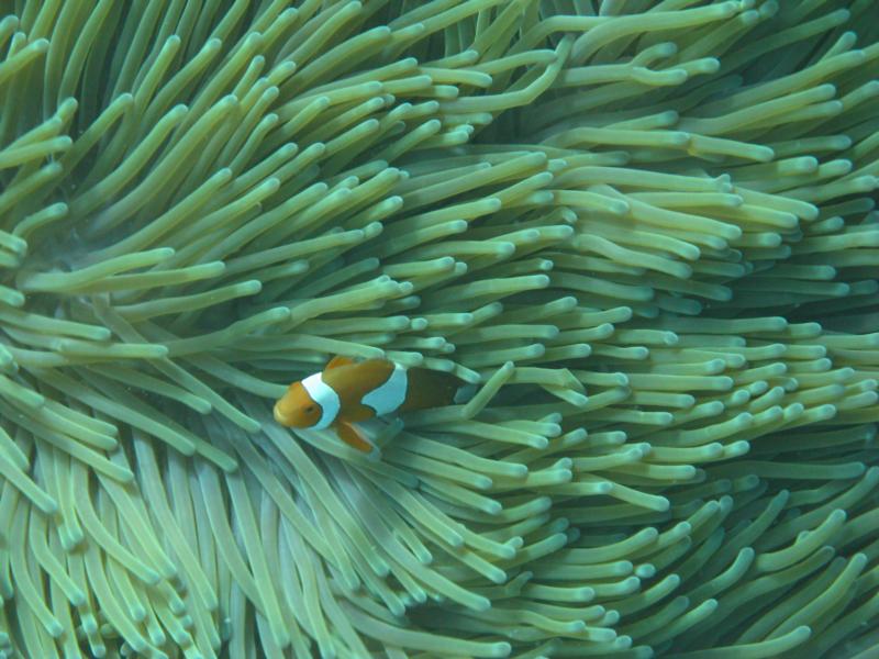 Nemo on the Great Barrier Reef