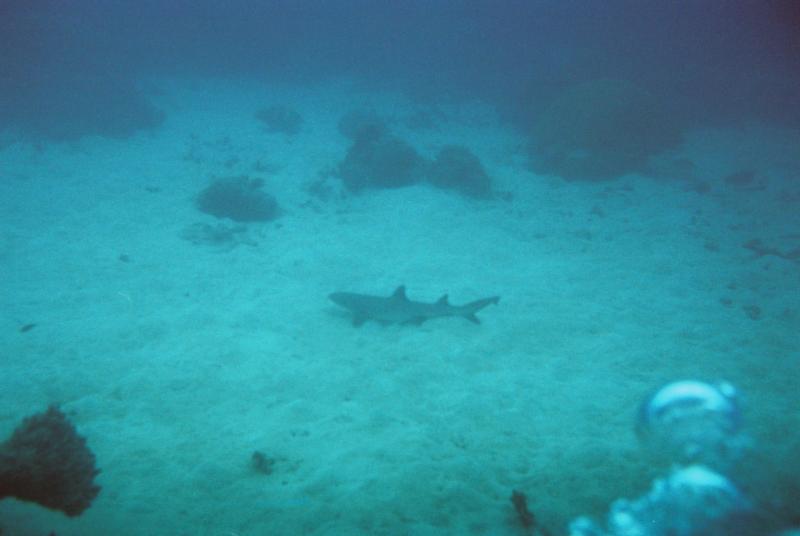 Diving the Great Barrier Reef