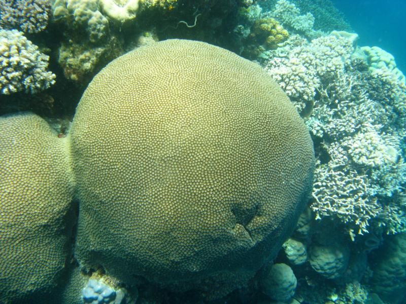 Barrier Reef