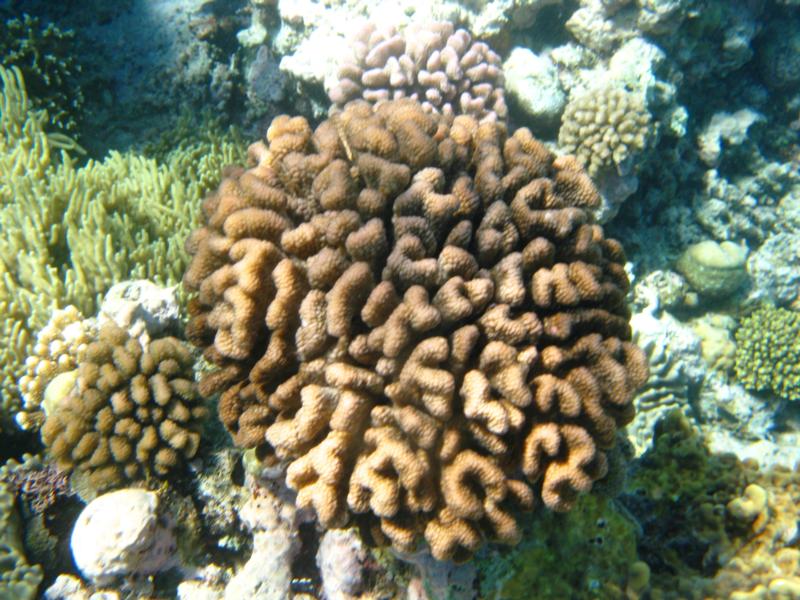 Barrier Reef