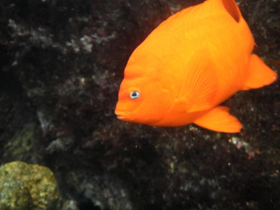 garibldi at catalina island