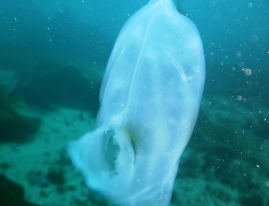 jelly fish at catalina island