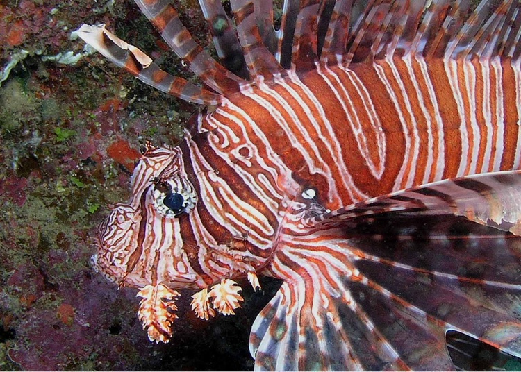 Fiji - Lionfish
