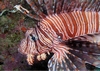 Fiji - Lionfish