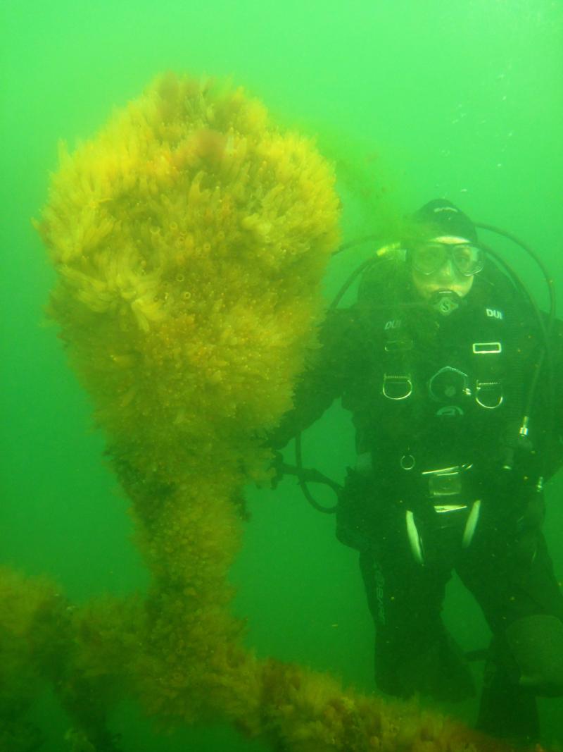 Diving in PEI, Canada