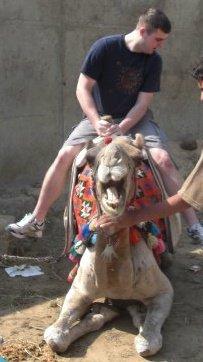 Camel Riding