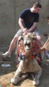 Camel Riding