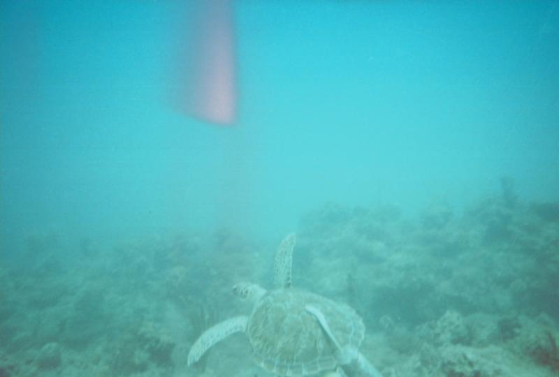 Sea Turtle