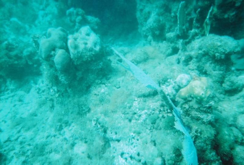 Coral at Montego Bay