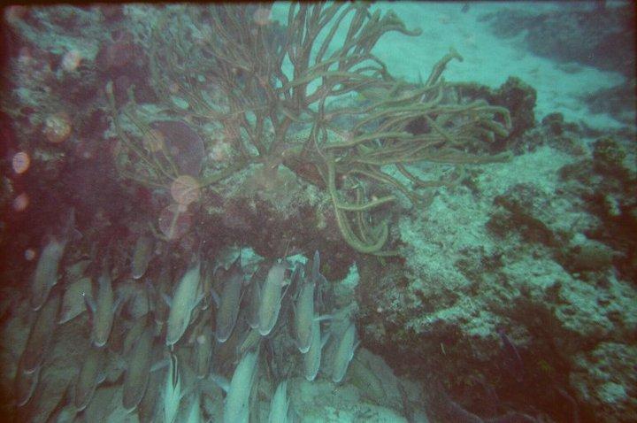 Santa Rosa Wall, Cozmel, Mexico