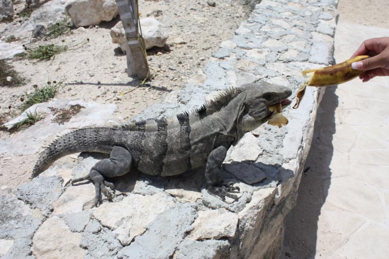 Isla Muheres Lizzard