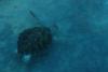 Turtles