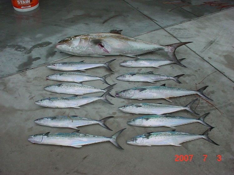 amberjack and friends