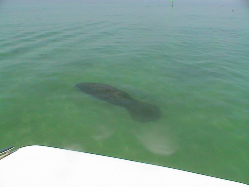 manatee in front 