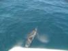 dolphin leading  boat2