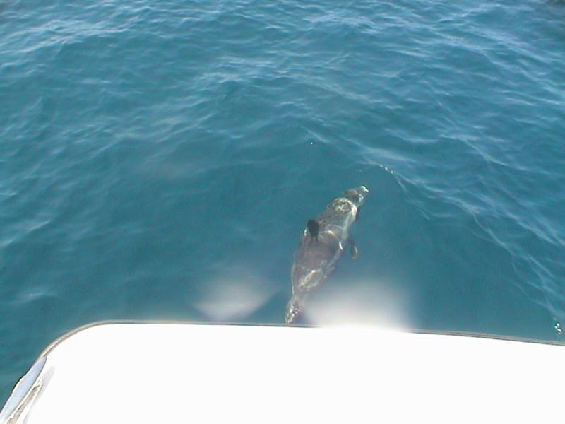 dolphin leading boat 2