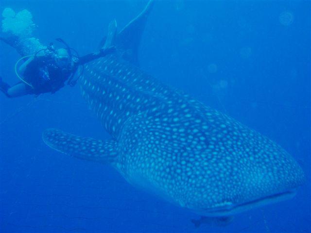 BMK & Whale Shark