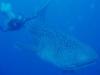 BMK & Whale Shark