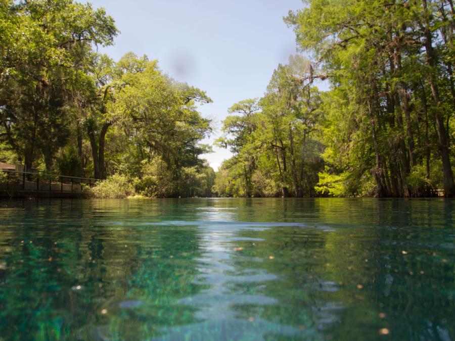 Manatee Springs