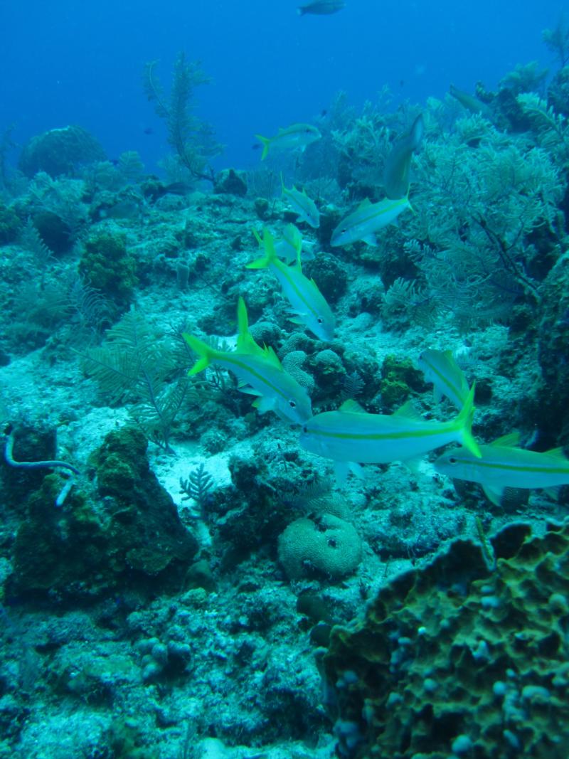 at the edge of the Wall NW Point Grand Turk, TCI