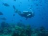 NW Poiint Grand Turk, TCI wall dive