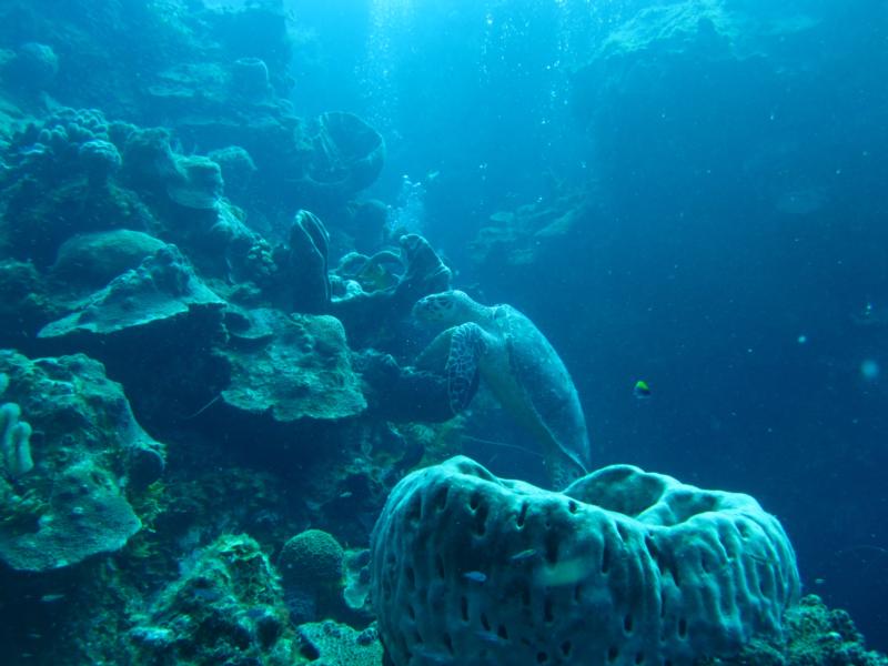 Wall dive Grand Turk, TCI