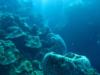 Wall dive Grand Turk, TCI