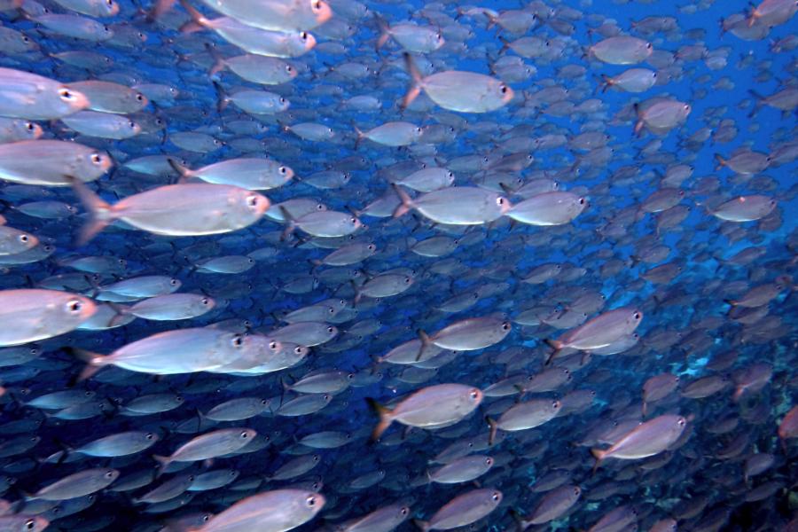 School of Baitfish at Oil Slick Dive Site in Bonaire