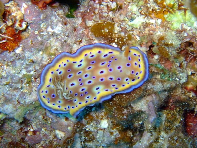 nudi 