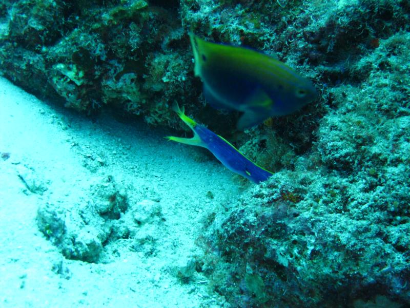 Blue dragon eel