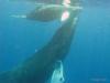 Mama & Baby Humpback whales