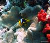 Clownfish standing guard Fiji