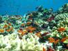 Rainbow Reef, Taveuni, Fiji