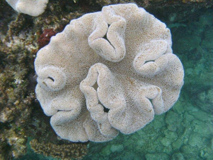 Soft Coral at Sunabe Seawall, Okinawa