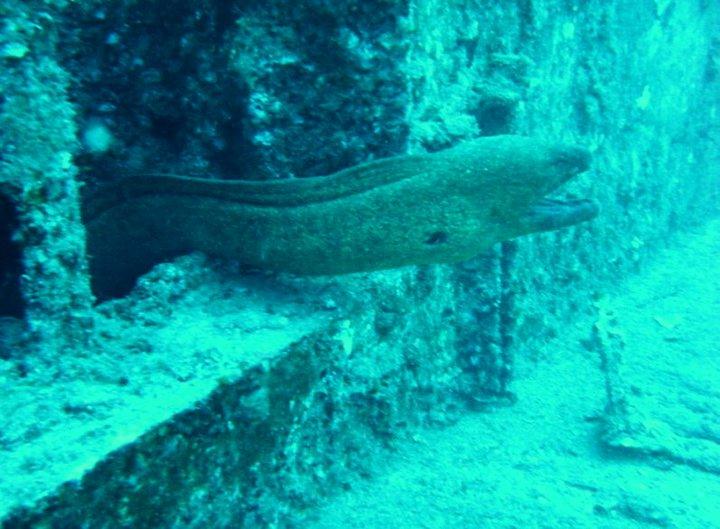 Eel hanging out on Sea Tiger wreck on Oahu, HI