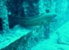 Eel hanging out on Sea Tiger wreck on Oahu, HI
