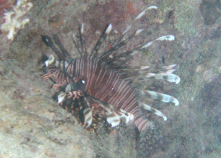 Tigerfish in Okinawa