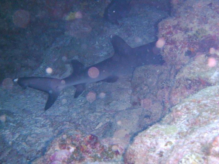 White tip shark in Okinawa