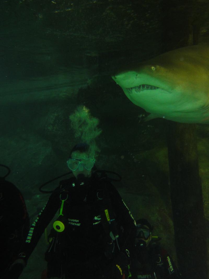 Shark Dive Extreme