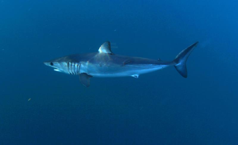 Mako Shark