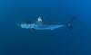 Mako Shark